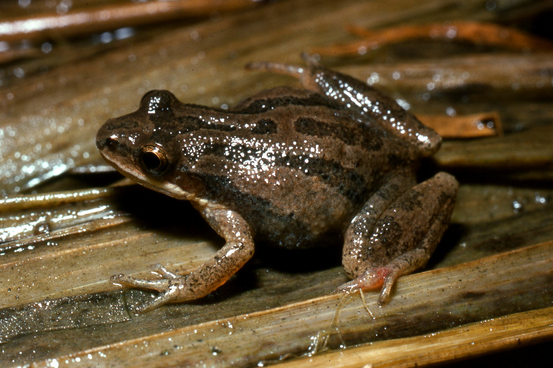 A chorus frog (Pseudacris sp). Credit: Jack Ray